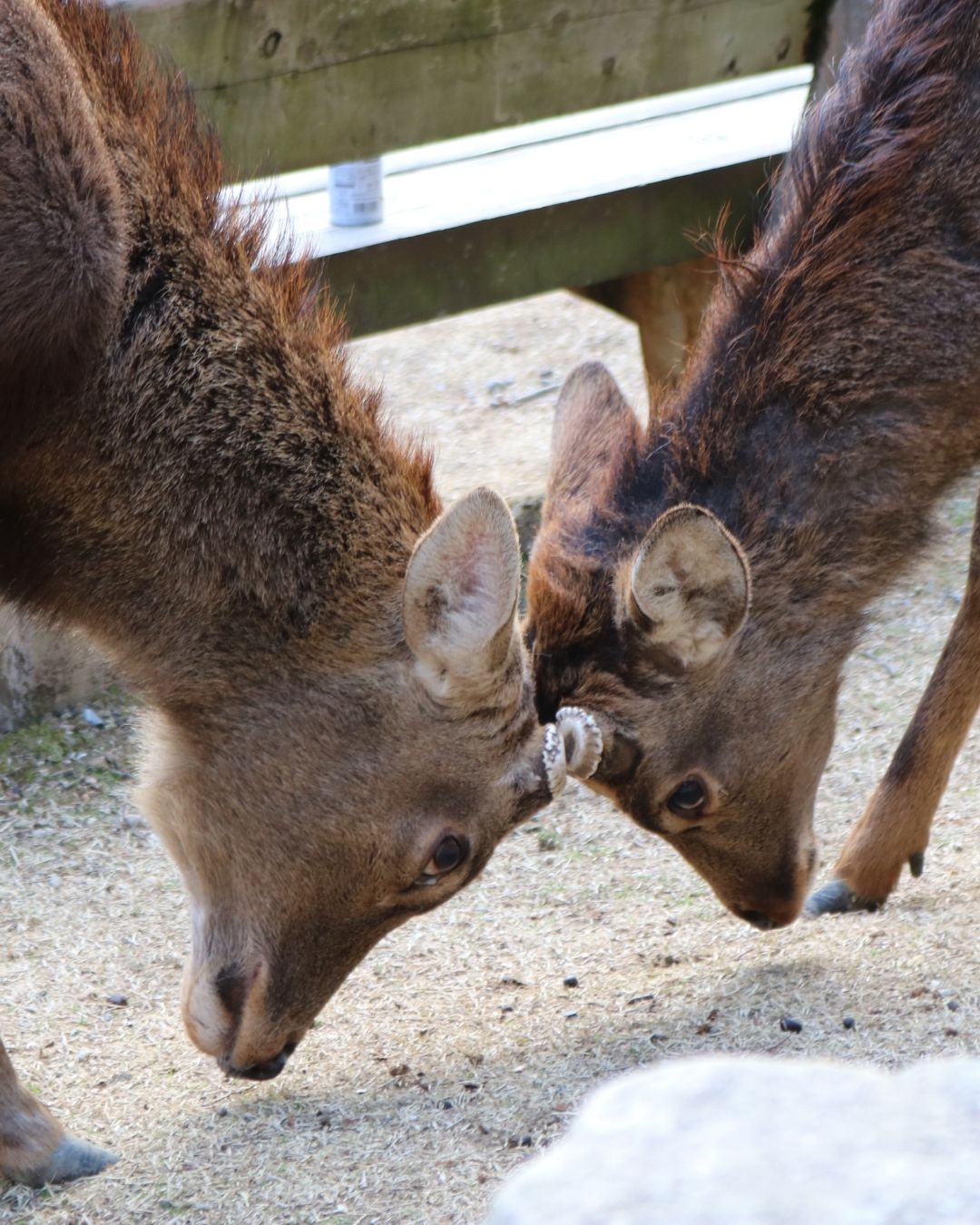 ＼あぶない！野生動物のオス鹿に注意！／