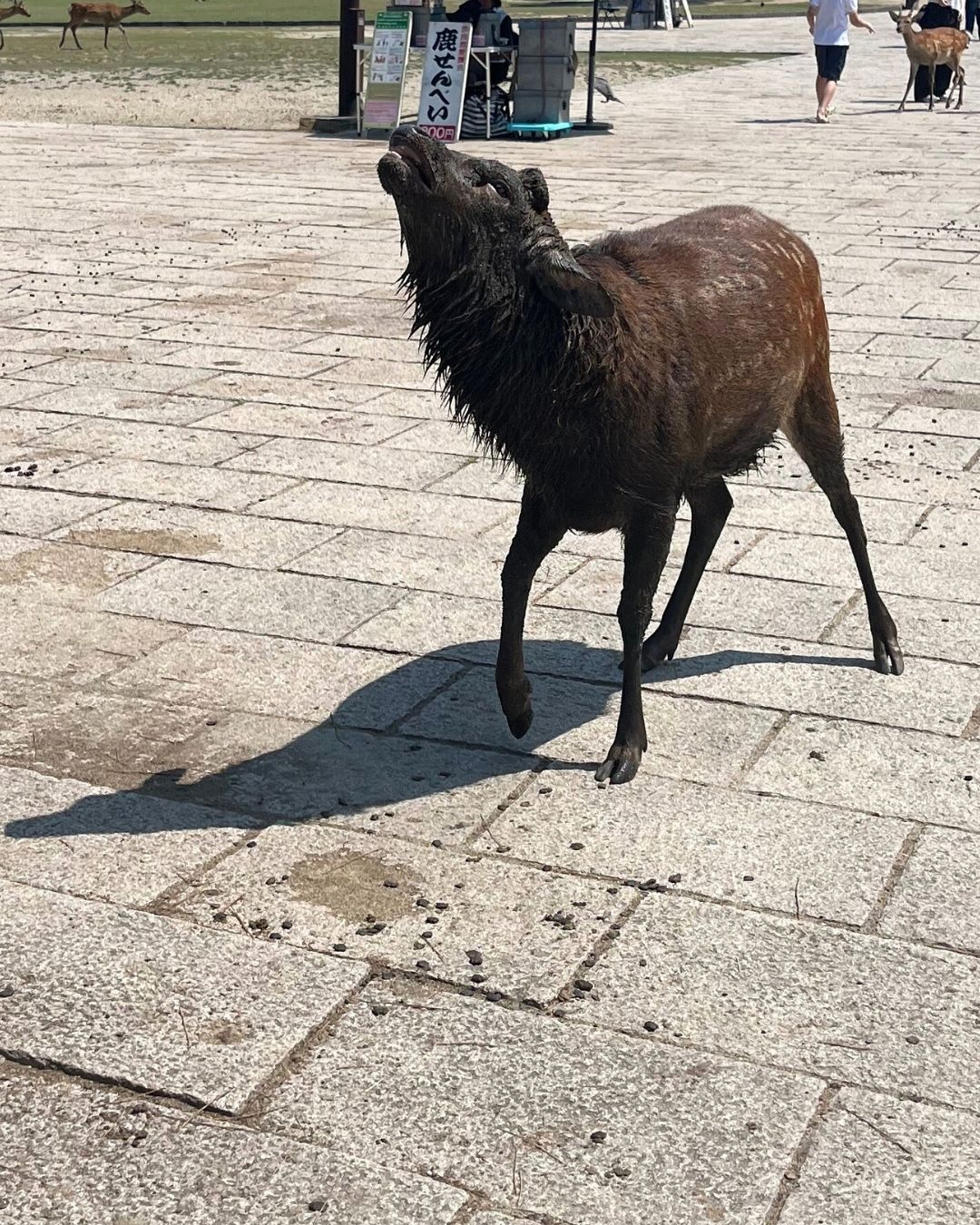 ＼あぶない！野生動物のオス鹿に注意！／②