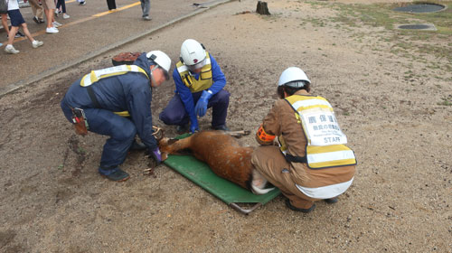 【野生動物の角鹿（オス鹿）注意！】　巡回パトロール及び警戒監視を強化した角鹿の除角対応