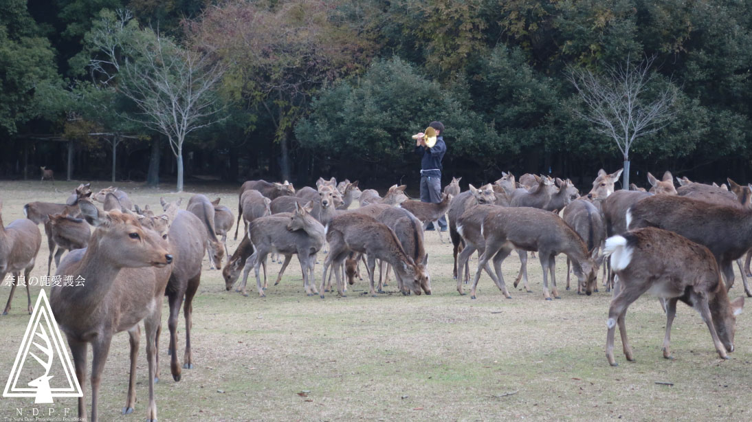 奈良県旅館・ホテル生活衛生同業組合奈良支部　　主催鹿寄せ　12月11日