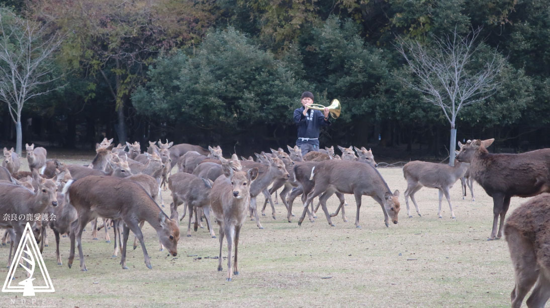 奈良県旅館・ホテル生活衛生同業組合奈良支部　　主催鹿寄せ　12月12日