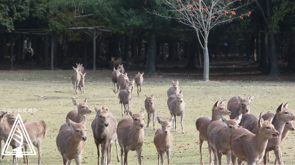 奈良県旅館・ホテル生活衛生同業組合奈良支部　　主催鹿寄せ　12月4日