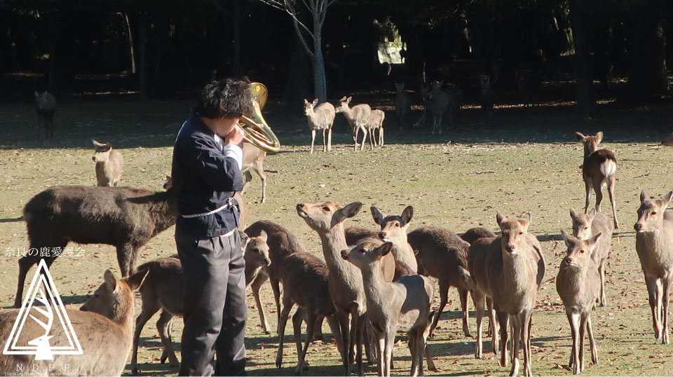 奈良県旅館・ホテル生活衛生同業組合奈良支部　　主催鹿寄せ　12月5日