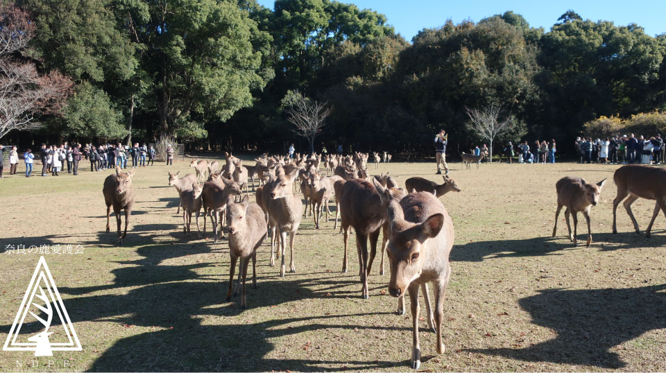 奈良県旅館・ホテル生活衛生同業組合奈良支部　　主催鹿寄せ　12月6日