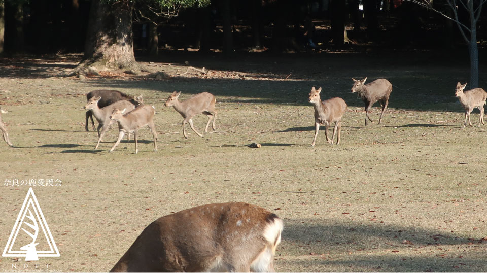 奈良県旅館・ホテル生活衛生同業組合奈良支部　　主催鹿寄せ　12月7日