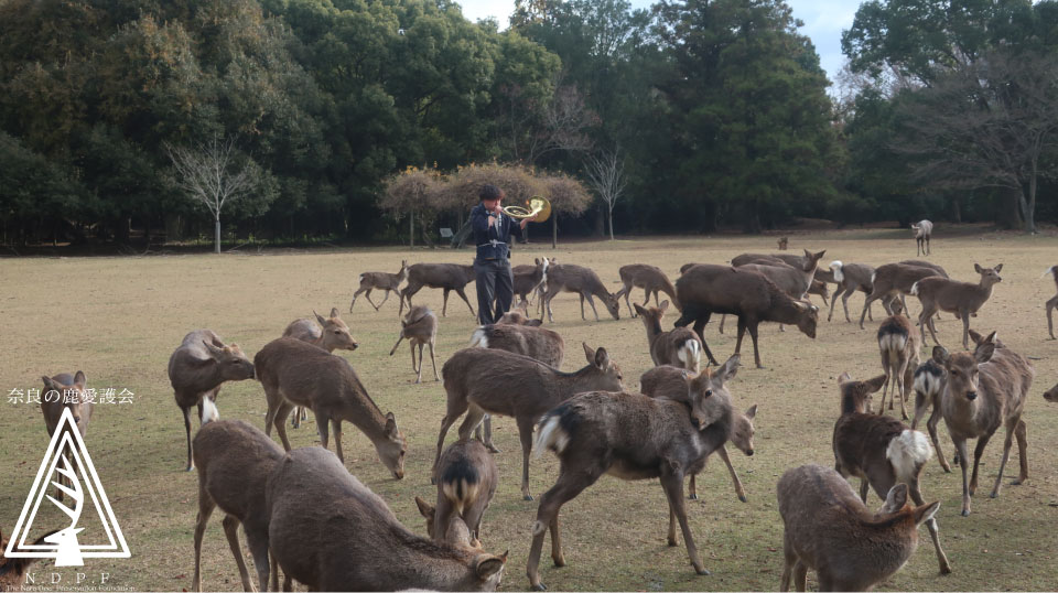 奈良県旅館・ホテル生活衛生同業組合奈良支部　　主催鹿寄せ　12月9日