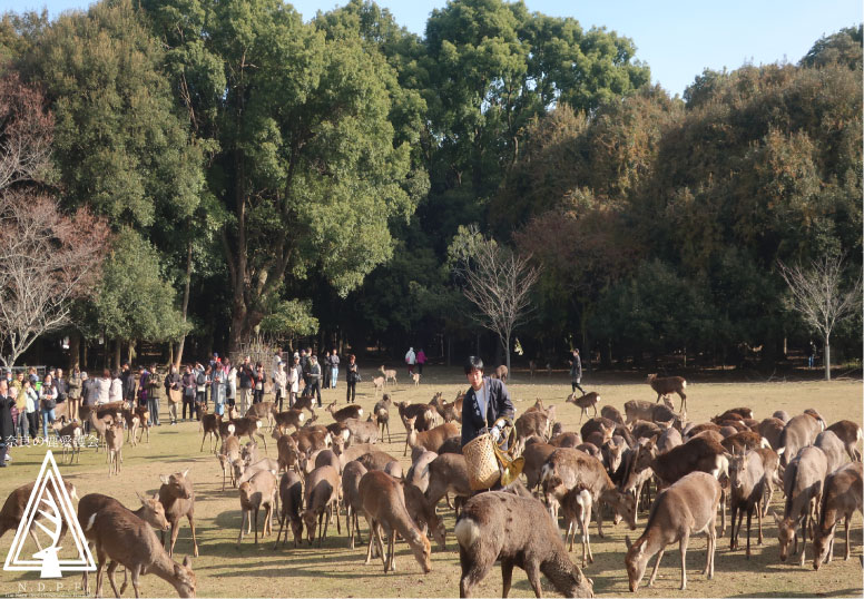 奈良県旅館・ホテル生活衛生同業組合奈良支部　　主催鹿寄せ　12月10日