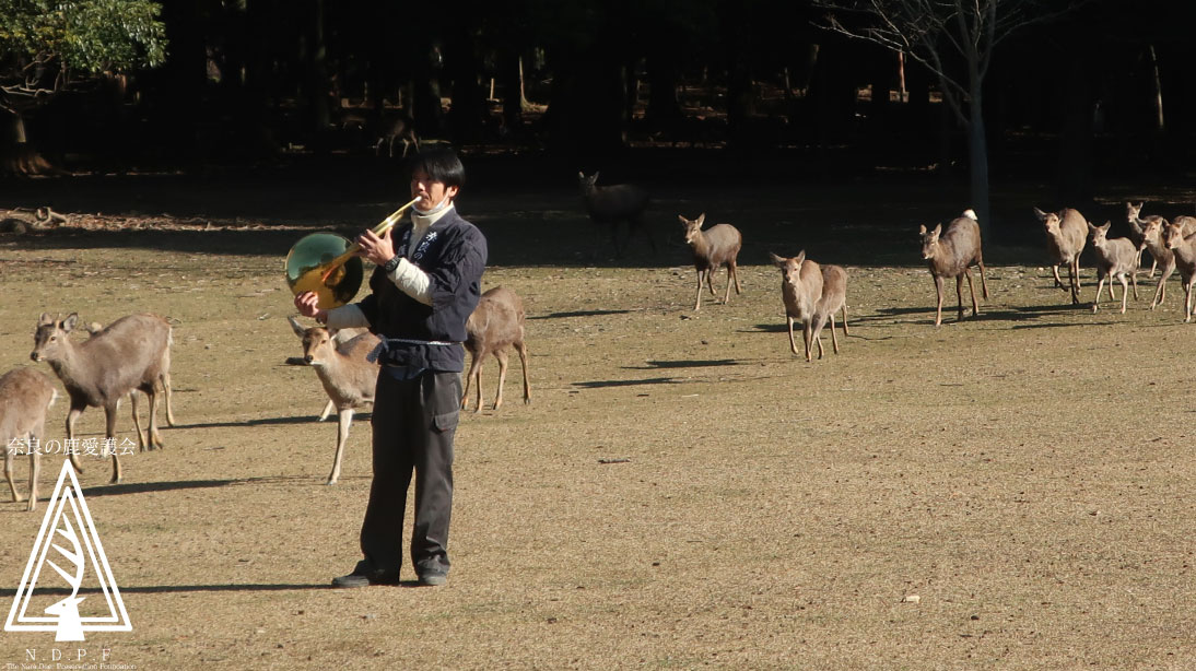 奈良県旅館・ホテル生活衛生同業組合奈良支部　　主催鹿寄せ　12月13日