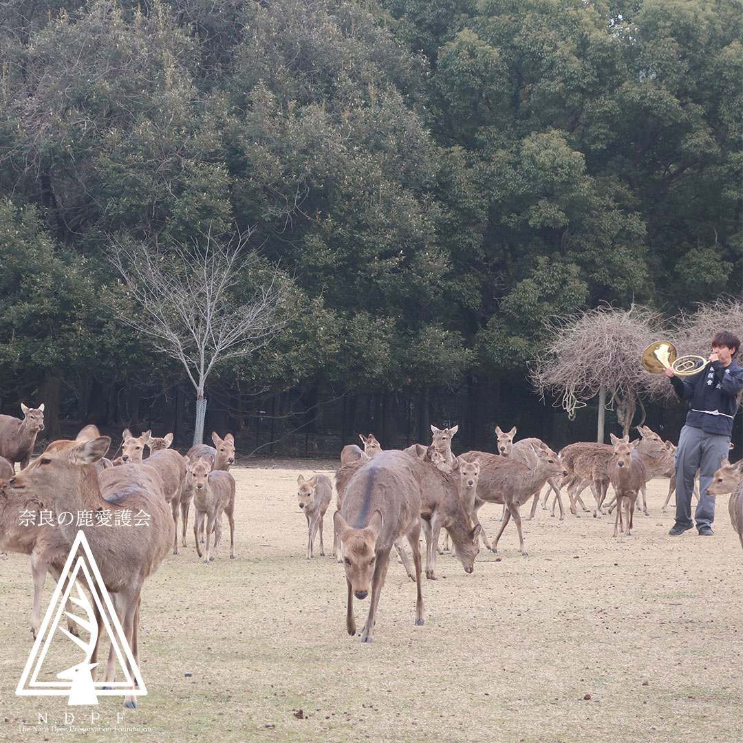 ふゆの鹿寄せ 2月23日