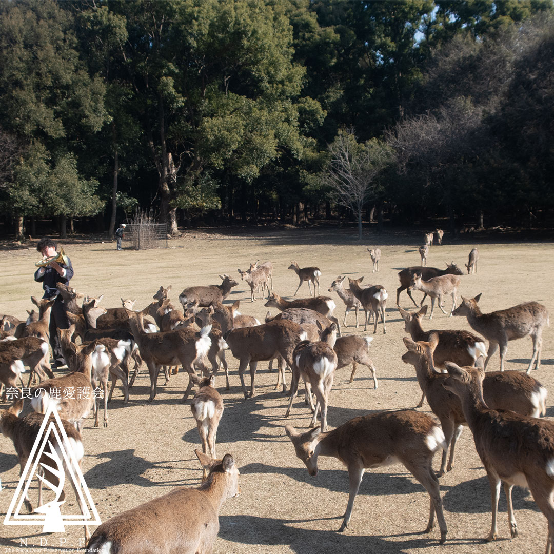 ふゆの鹿寄せ 2月21日