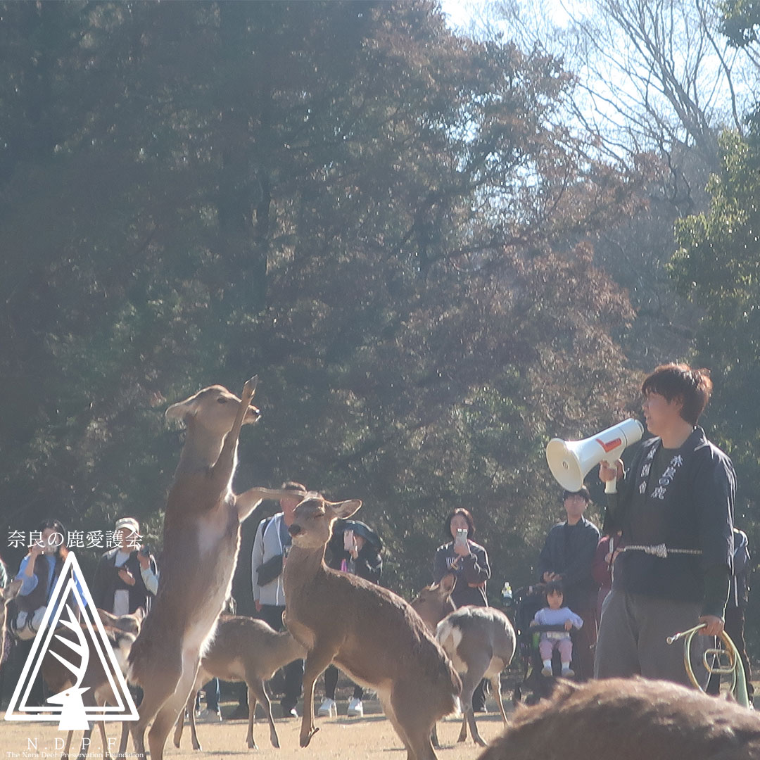 ふゆの鹿寄せ 2月22日