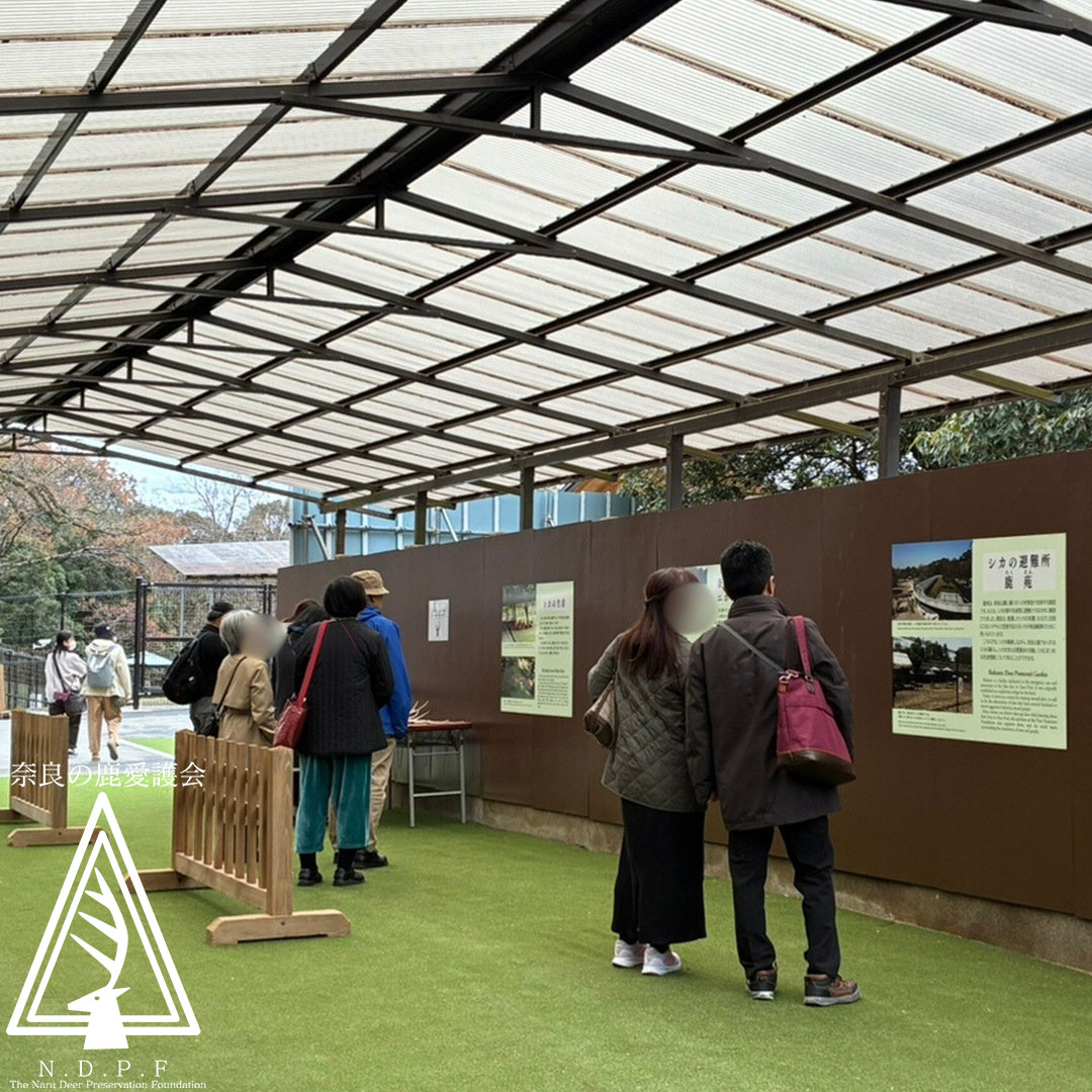 鹿苑見学通路オープンレポート!