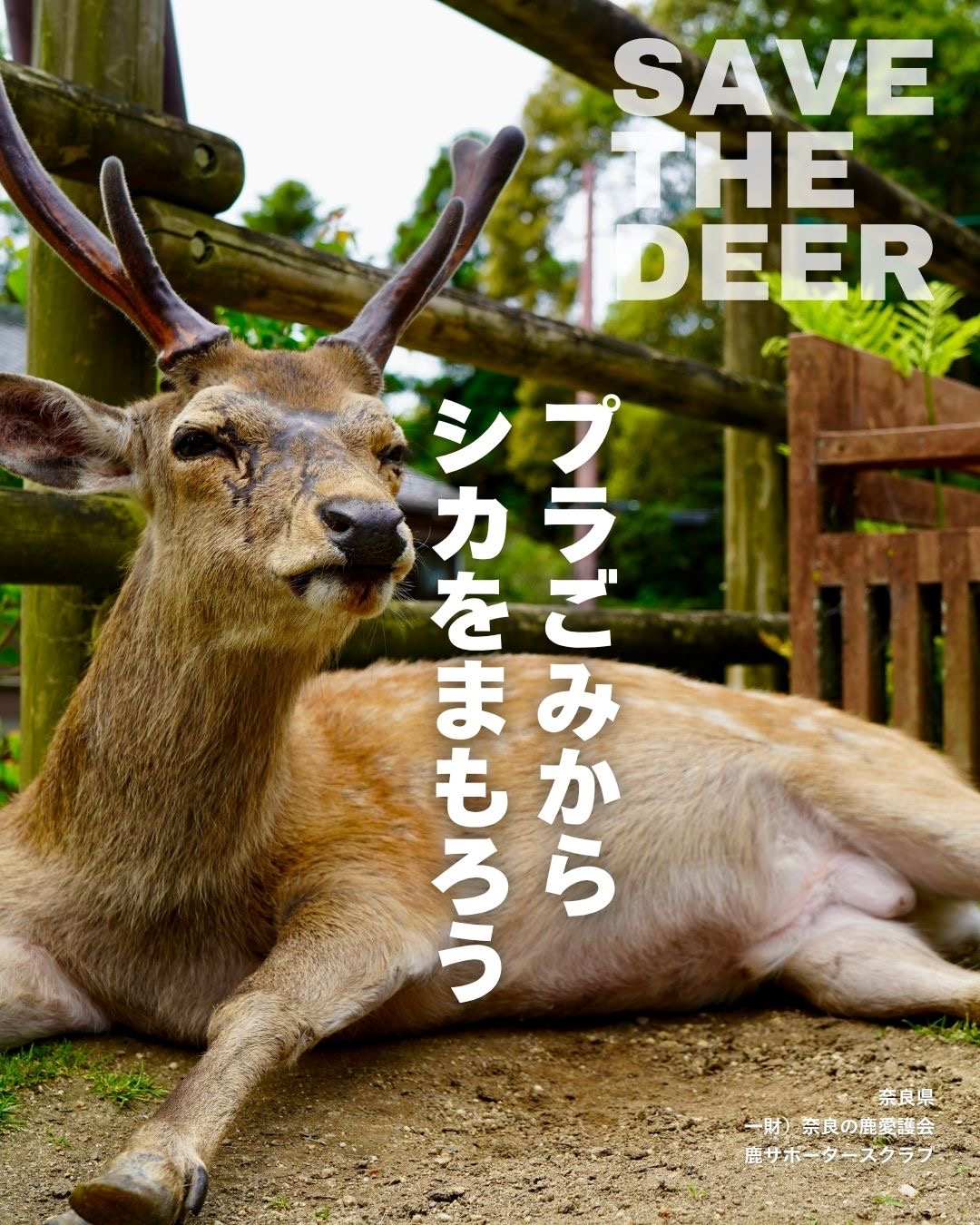 ＼SAVE THE DEER／〜プラごみからシカをまもろう③〜