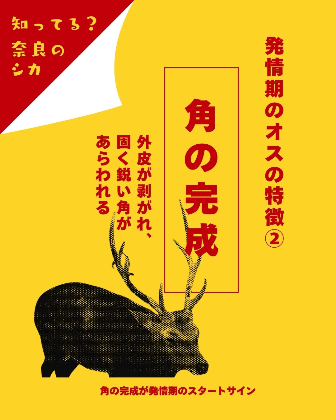 ＼あぶない！オス鹿に注意！／　②