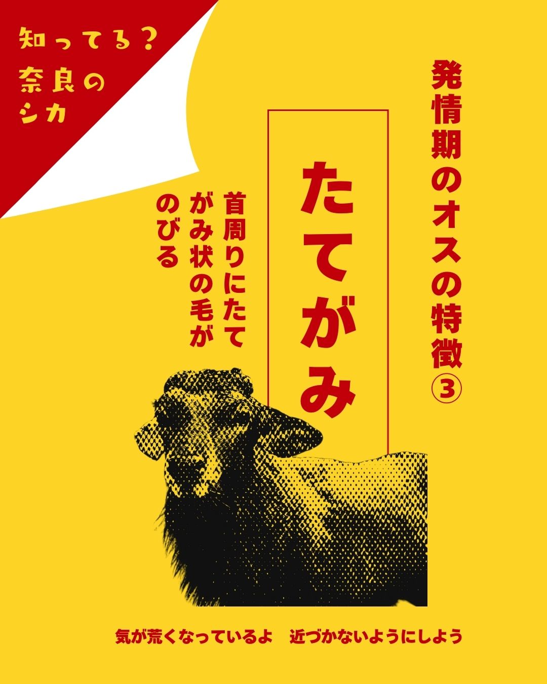 ＼あぶない！オス鹿に注意！／　③