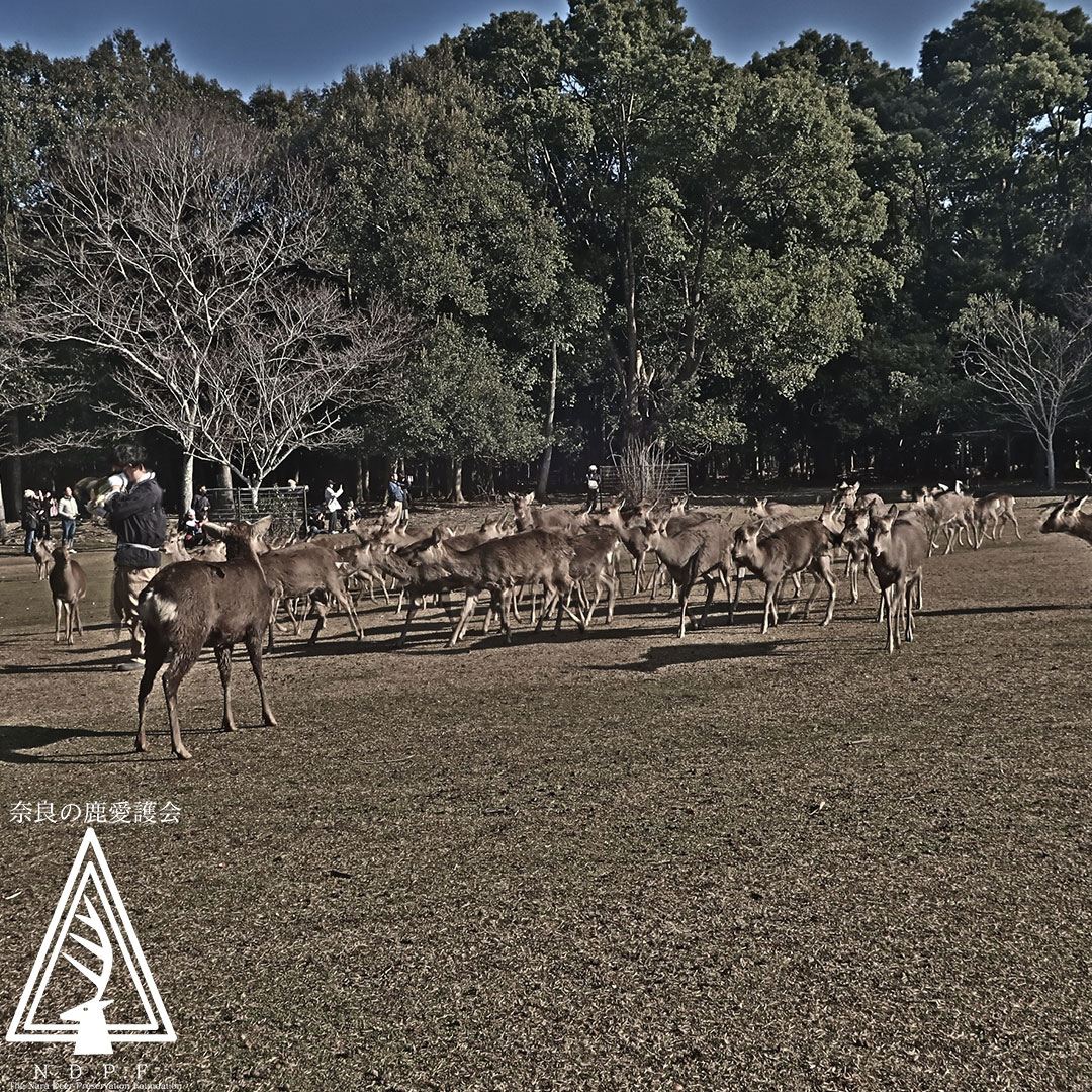 ふゆの鹿寄せ 1月18日
