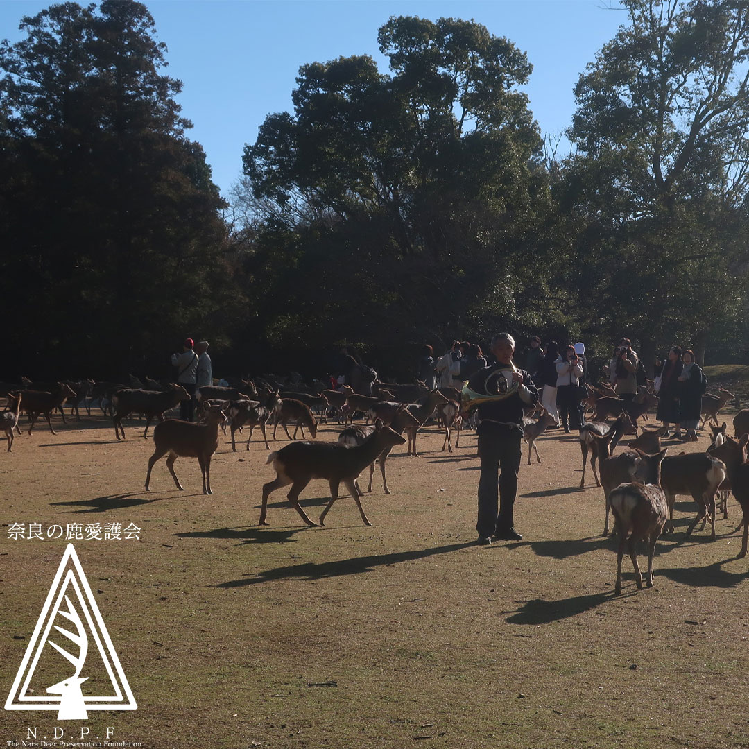 ふゆの鹿寄せ 1月10日