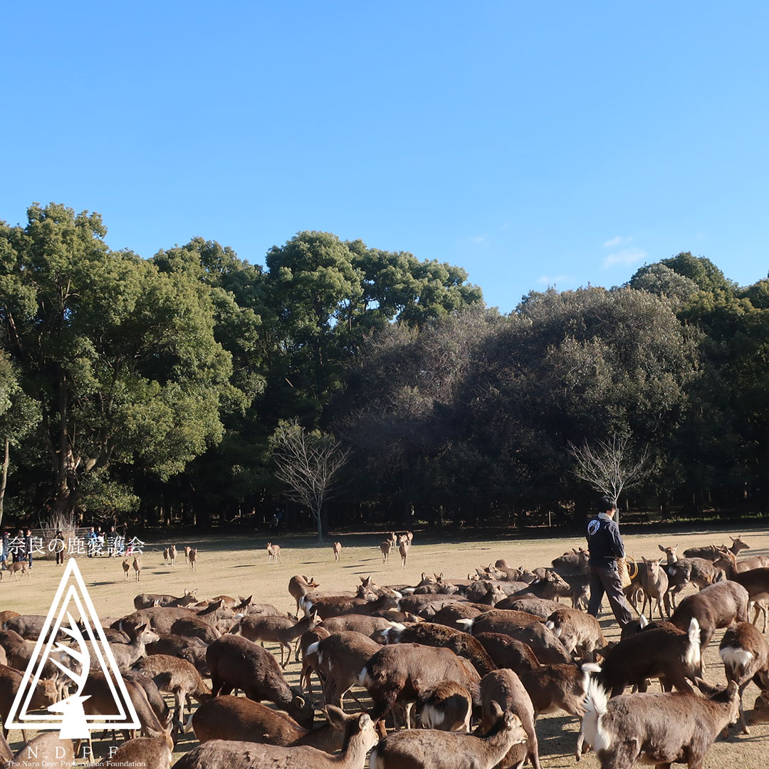 ふゆの鹿寄せ 1月12日