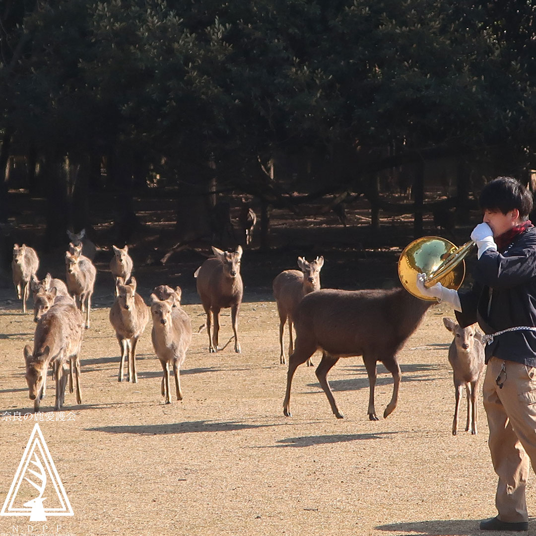 ふゆの鹿寄せ　2月1日