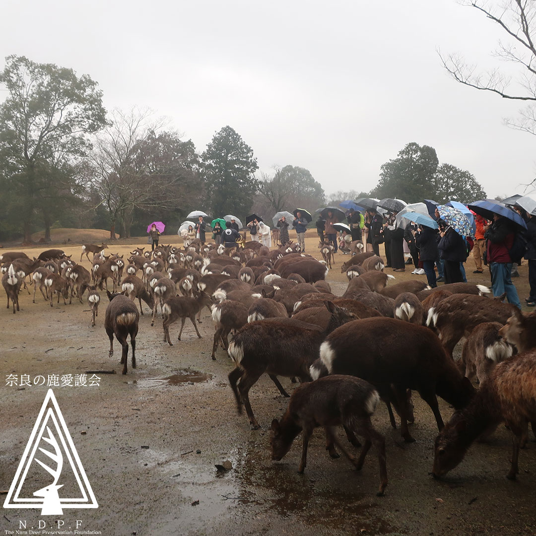 ふゆの鹿寄せ　2月11日