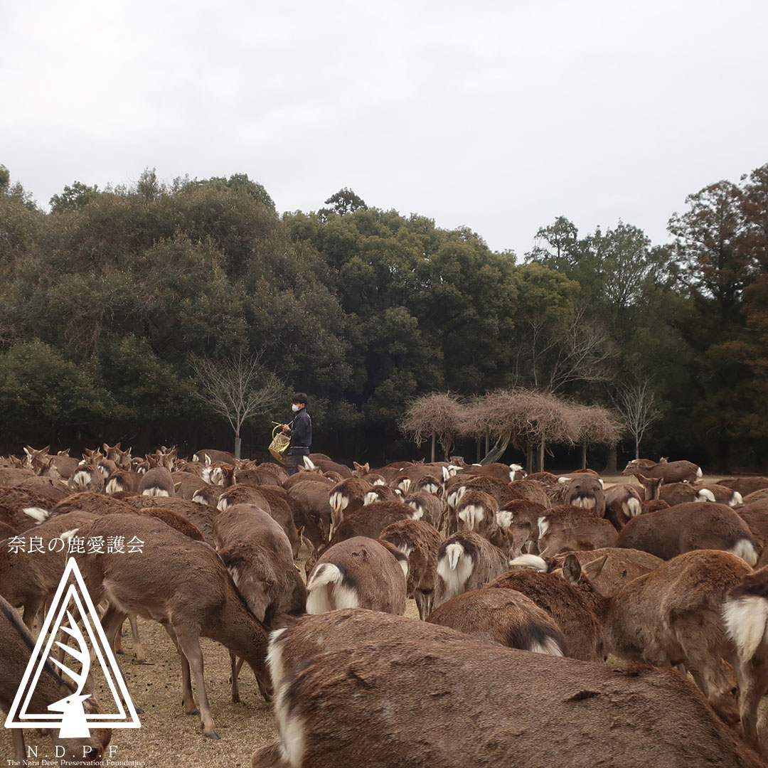 ふゆの鹿寄せ　2月7日
