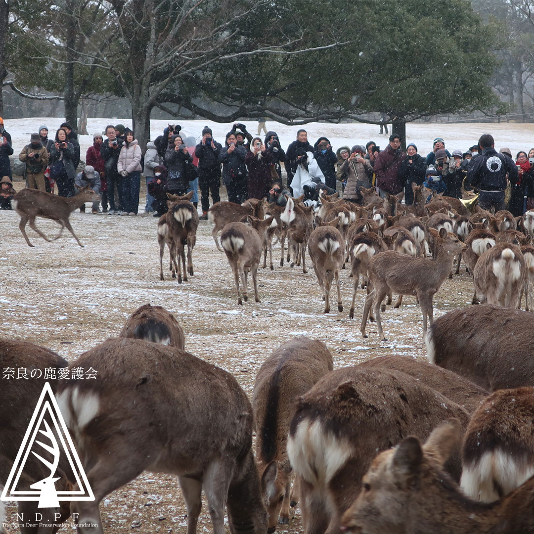 ふゆの鹿寄せ　2月8日