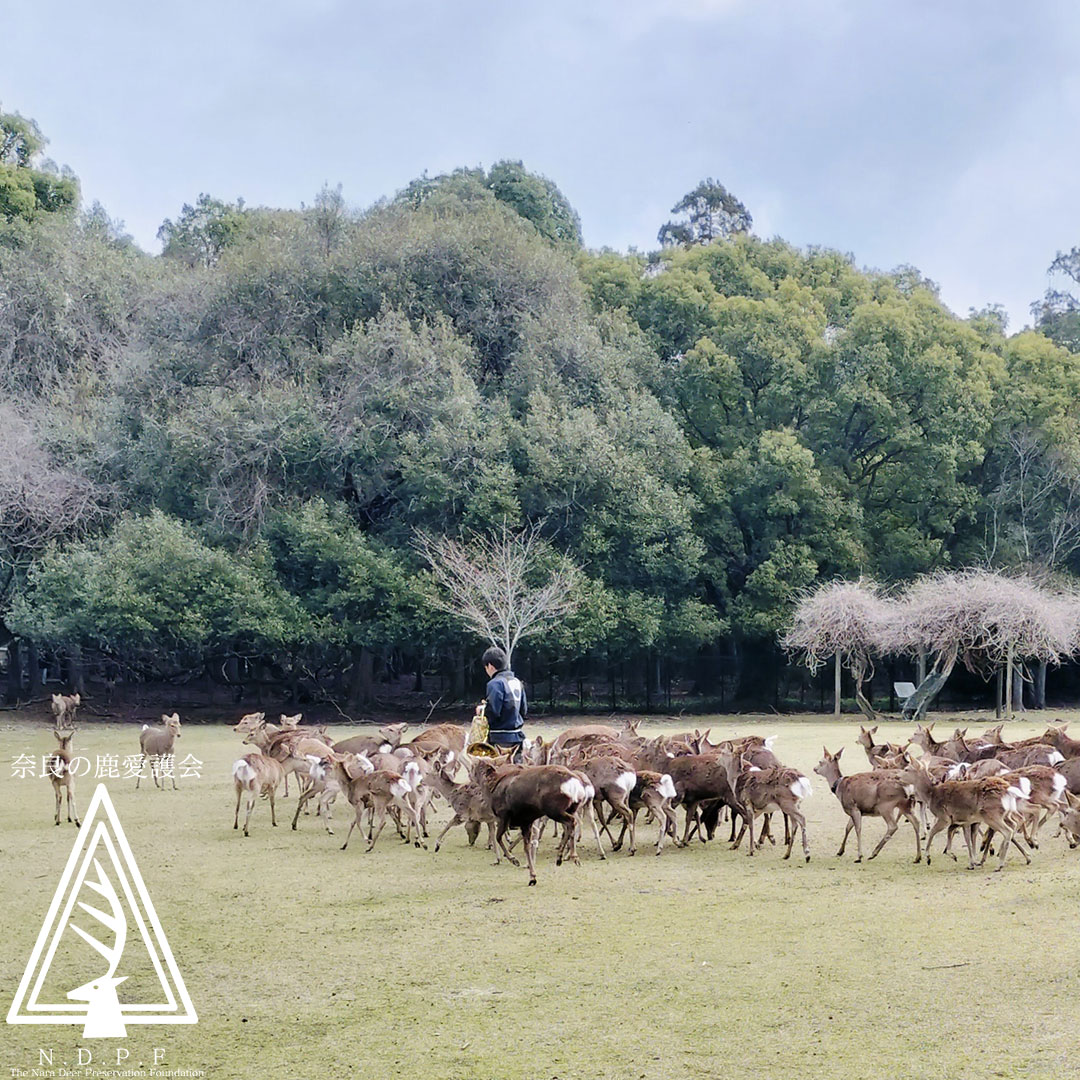 春の鹿寄せ　3月23日