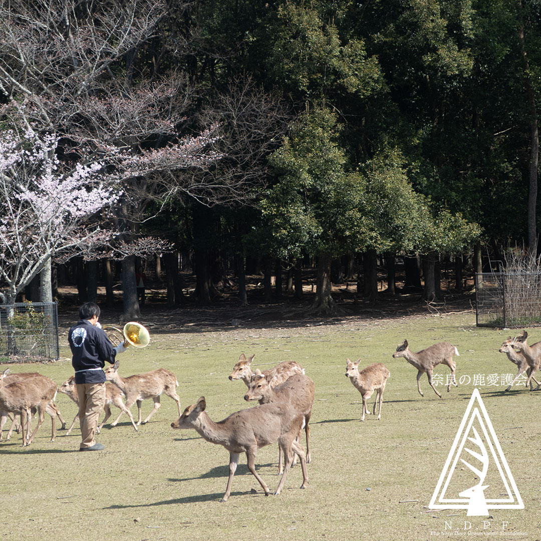 春の鹿寄せ　3月27日