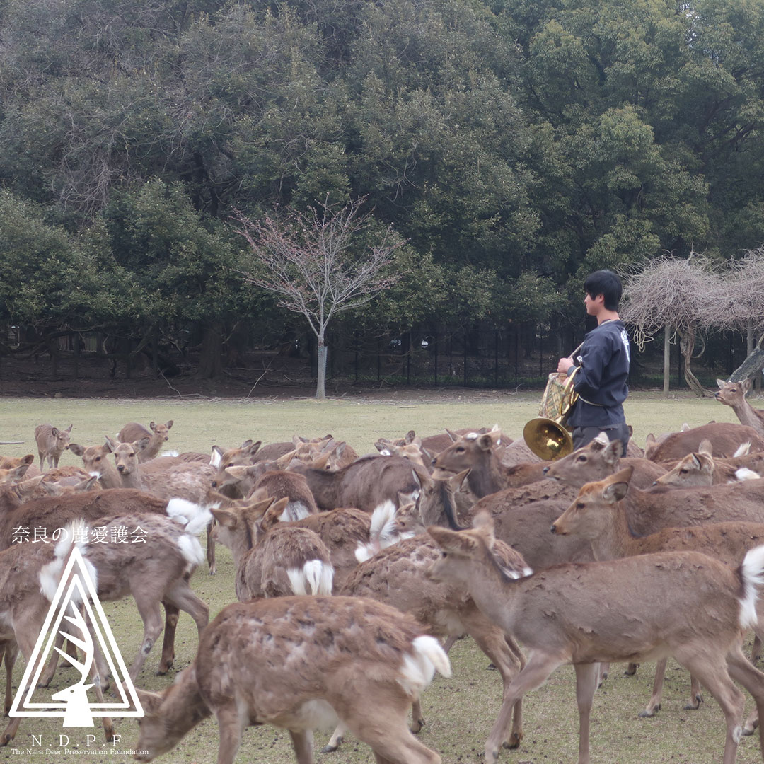 春の鹿寄せ　3月28日