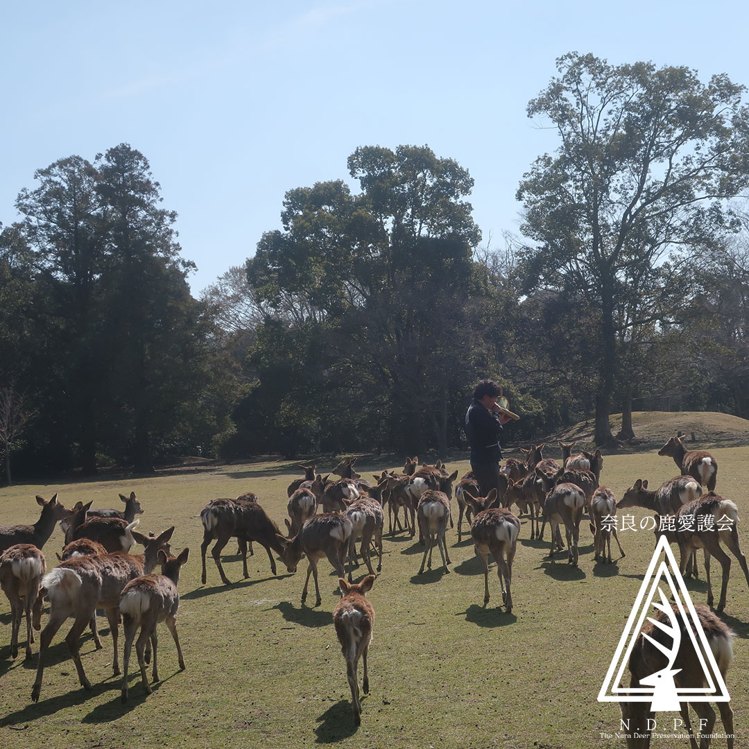 春の鹿寄せ　3月24日