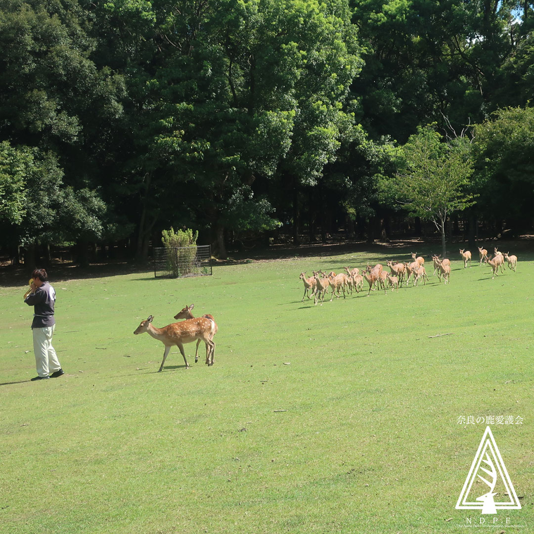 鹿猿狐ビルヂング5周年記念！春の奈良で「鹿寄せ」＆特別イベント開催