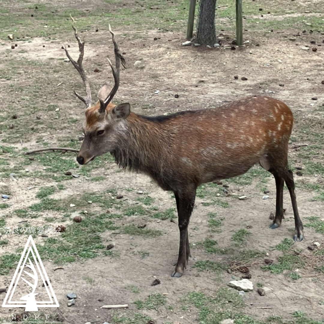 発情期のオス鹿にご注意ください🦌