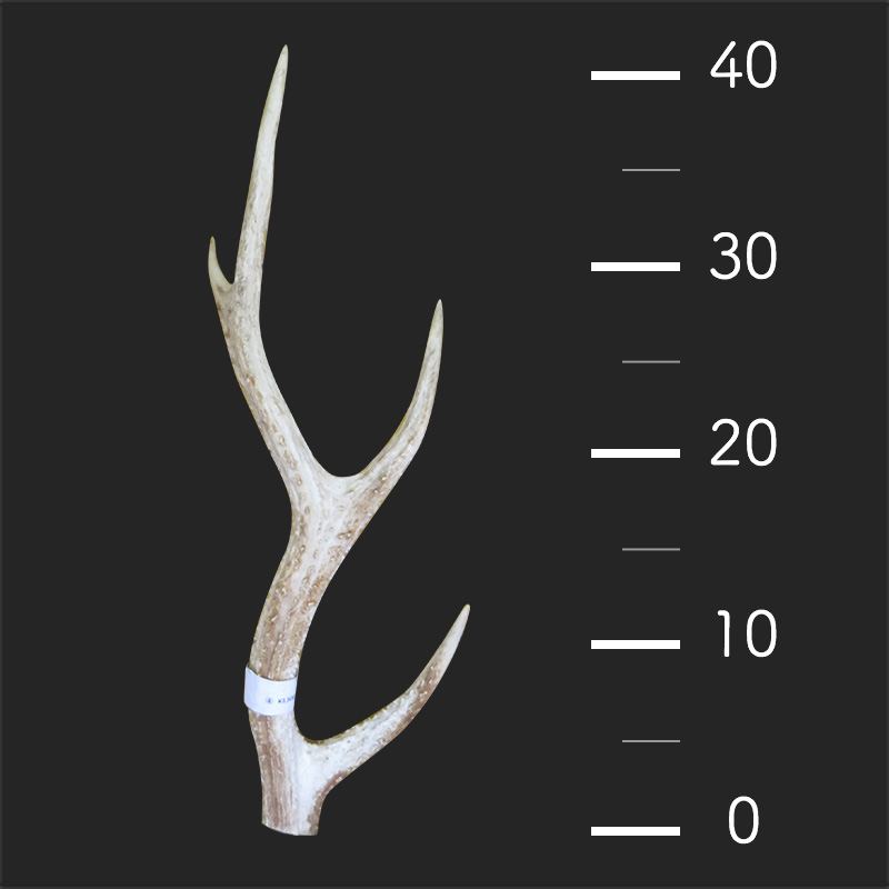 鹿の角40〜45cm