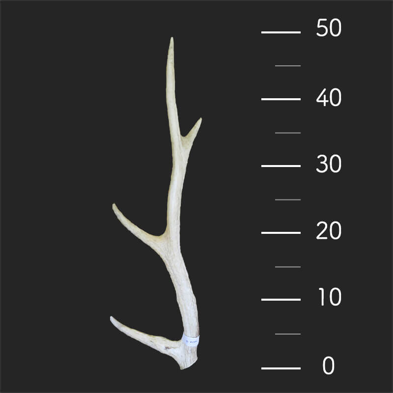 鹿の角45〜50cm