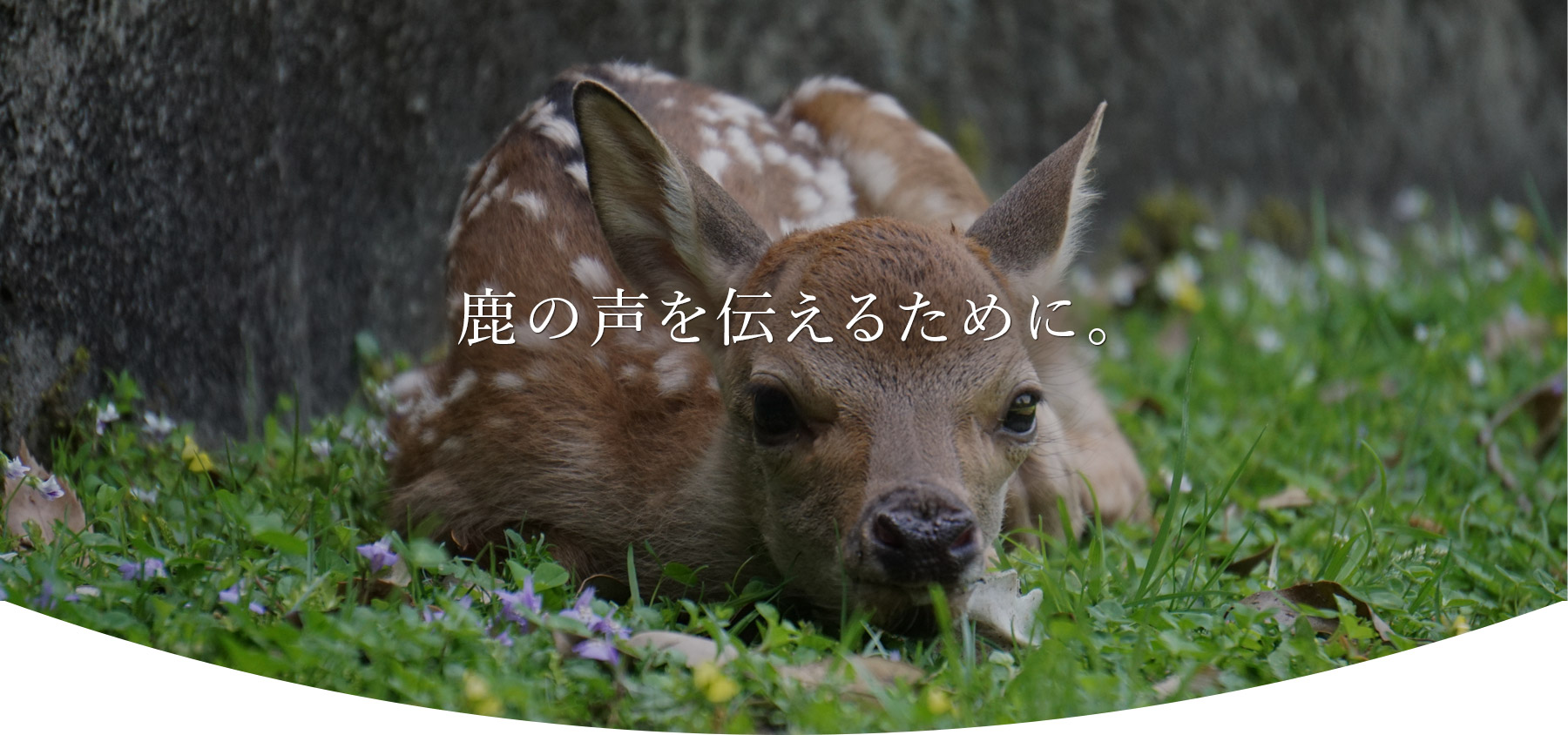 一般財団法人奈良の鹿愛護会