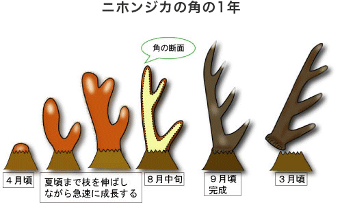 行動 生態 一般財団法人奈良の鹿愛護会